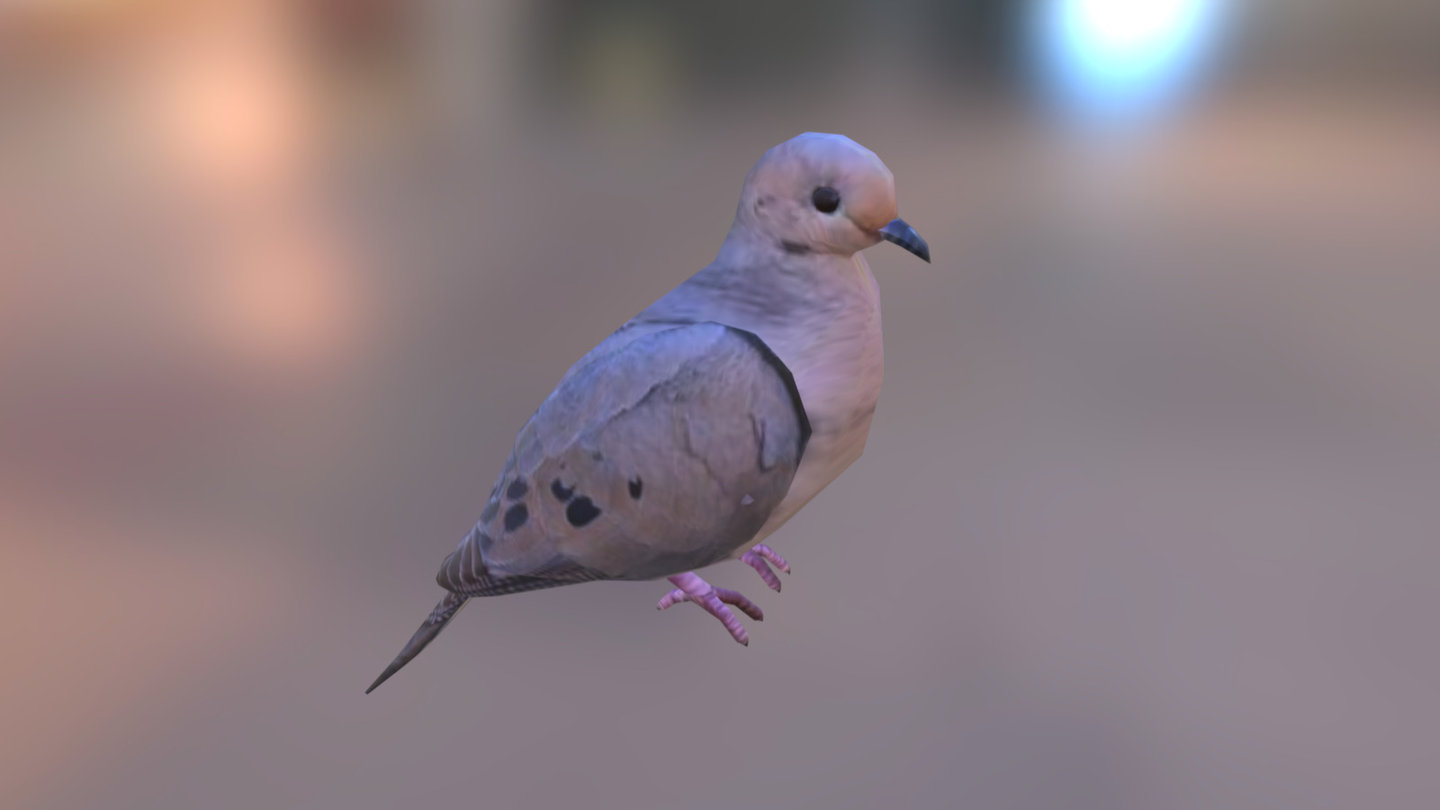 Modeling practice from a reference image - Mourning Dove - 3D model by Tristan Shelton (@puck6633) 3d model