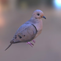 Mourning Dove 