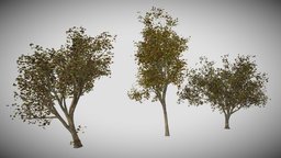 Maples Optimized tree, plant, garden, vegetation, unwrapped, maples, pbr