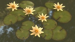 Water Lilies plant, flora, flower, aaa, foliage, water, nature, lily, ue4, unrealengine4, foliage-nature, lilies, waterlily, aaa-game-model, foliage-plant, unity, lowpoly, gameready