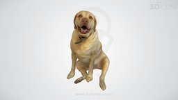 Keep calm and hug me dog, 3d-scan, pet, 3d-print, buddy, labrador, photogrammetry