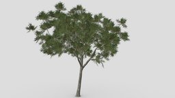 River Birch-SK-09 tree, plant, plants, river, unreal, texas, birch, nigra, betula