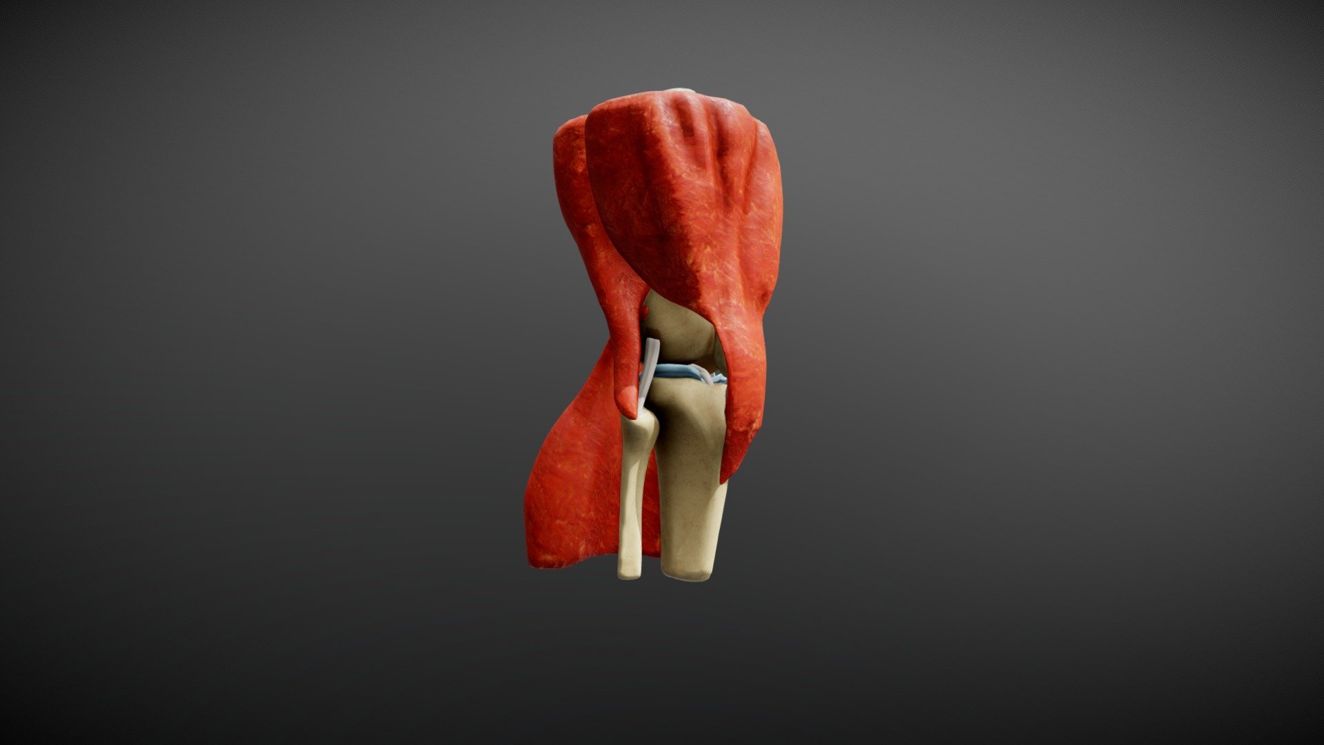 Model of the human knee - Knee Model - 3D model by brendanpace 3d model