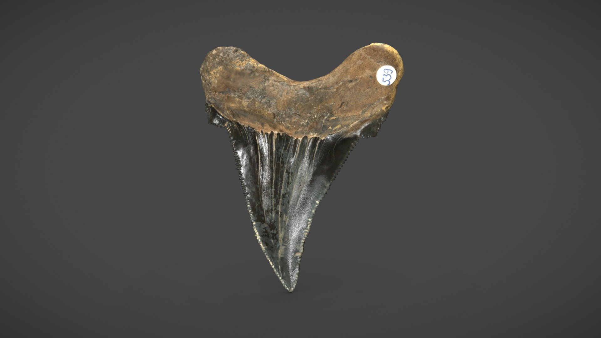 Photogrammetric scan of a well preserved Carcharocles megalodon tooth which me and my dad have found in a coal pit nearby in 1990. It is 7 x 6 x 2cm in size 3d model
