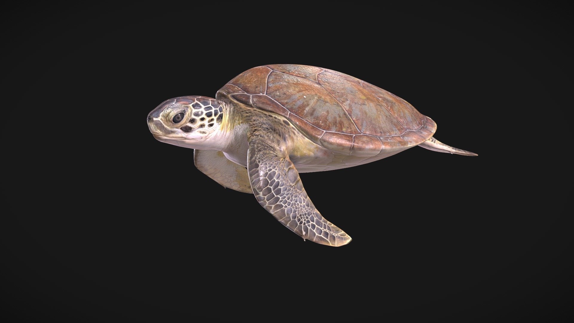 This is an animation of a juvenile (straight minimum carapace length = 27.5 cm, mass = 3.0 kg) green sea turtle (Chelonia mydas) that was reconstructed from photos and measurements from a live individual. The turtle was collected by Inwater Research Group during an in-water assessment to gain valuable insights into the demographics of this threatened species.  The turtle was in good health and released back into the wild.  A CG artist (Johnson Martin) reconstructed the turtle using Blender software.

Downloads are freely available for creative and non-profit use. To inquire about licensing, please visit www.digitallife3d.org 3d model