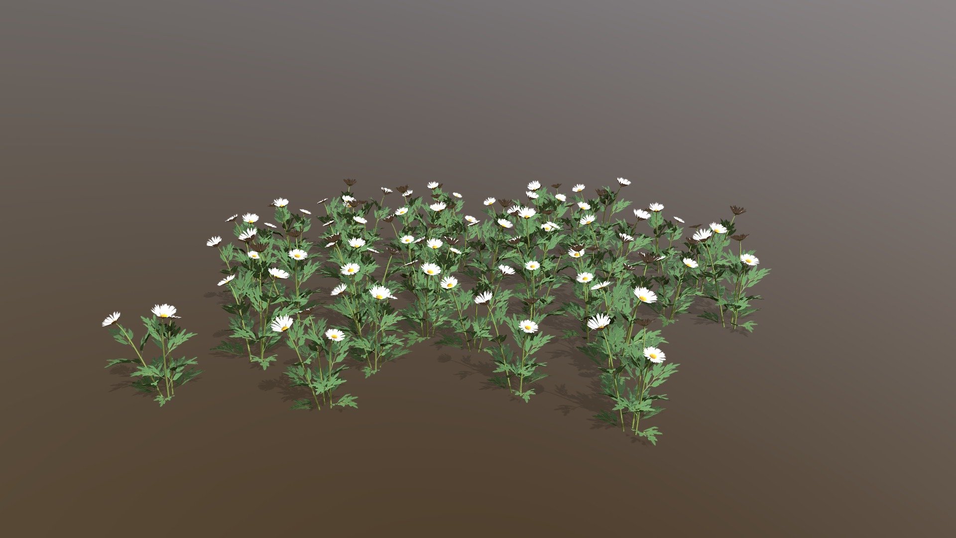 Daisy model repeated to make  bunch of daisies, made in treeit - Daisies - Download Free 3D model by evolveduk 3d model