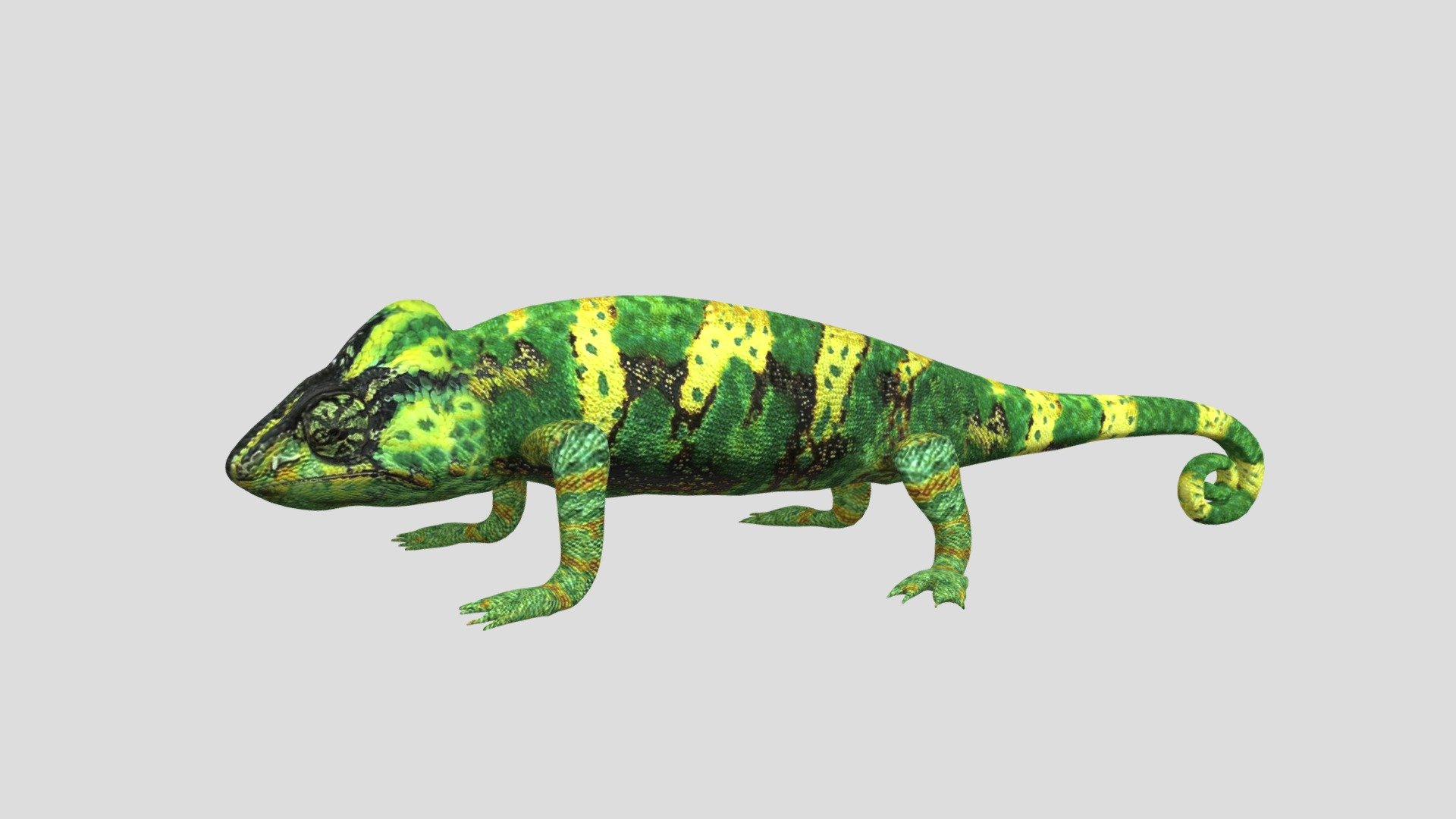 3d model of chameleon.
Product includes:
3d file - one mesh object
Real world scale.
Textures-Color,Normal and Roughness maps.
Textures size-2048x2048 pxls JPEGs 3d model