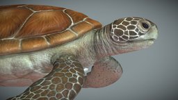 Sea turtle low poly turtle, seaturtle, greenseaturtle, oceanlife, marine-biology