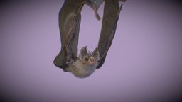 Common vampire bat (Desmodus rotundus) bat, vampire, desmodus, rotundus, leaf-nosed, neotropics, eukaryota, phyllostomidae