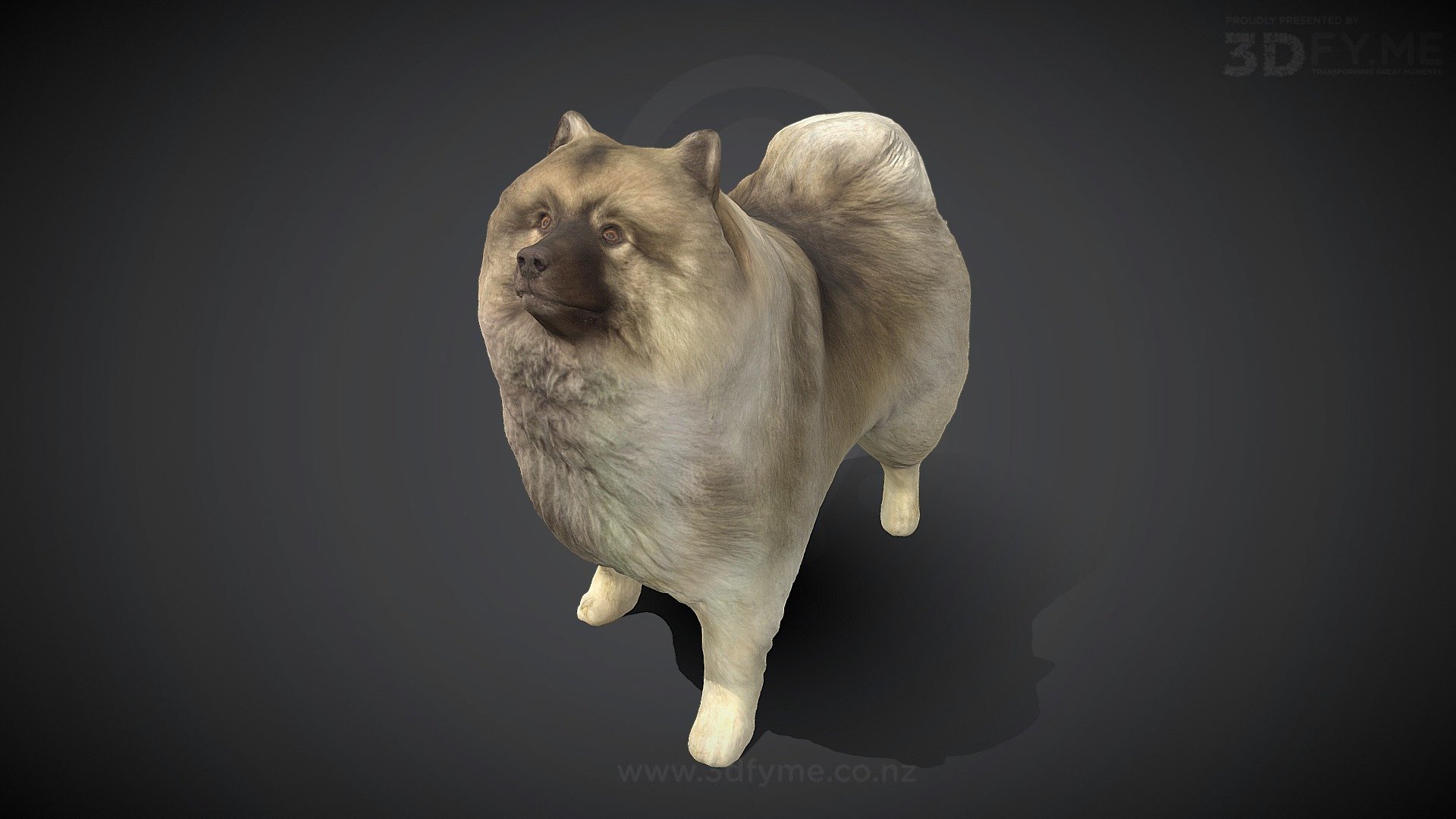 &hellip;can't get any fluffier than this &hellip; - Our residential buddy "Wicket" (Wolfspitz) - 3D model by 3Dfy.me New Zealand (@smacher2016) 3d model