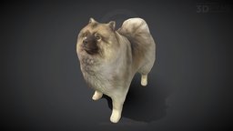 Our residential buddy "Wicket" (Wolfspitz) pets, dogs, 3dscan-photogrammetry, 3d-print-model