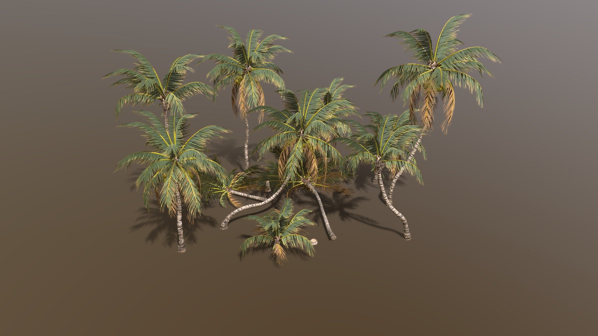 Coconut Palm Pack created in treeit.

Please check out my free models on my sketchfab profile made in treeit for compatibility.

Includes 14 diffrent models.

Each modle has the main model + 5 levels of detail, last LOD is an 8 poly imposter/billboard.

Exported to .fbx .obj .dbo

fbx/dbo format includes vertex colors for vertex shader wind animation.

Includes the tree it .tre project.

Texture size is 2k x 2.

Why am I selling this model?. Im the creator of treeit, a free tree generator that these tree models are created in. Having tree packs for sale will incentivise and insure further development of the program that is in need of improvement 3d model