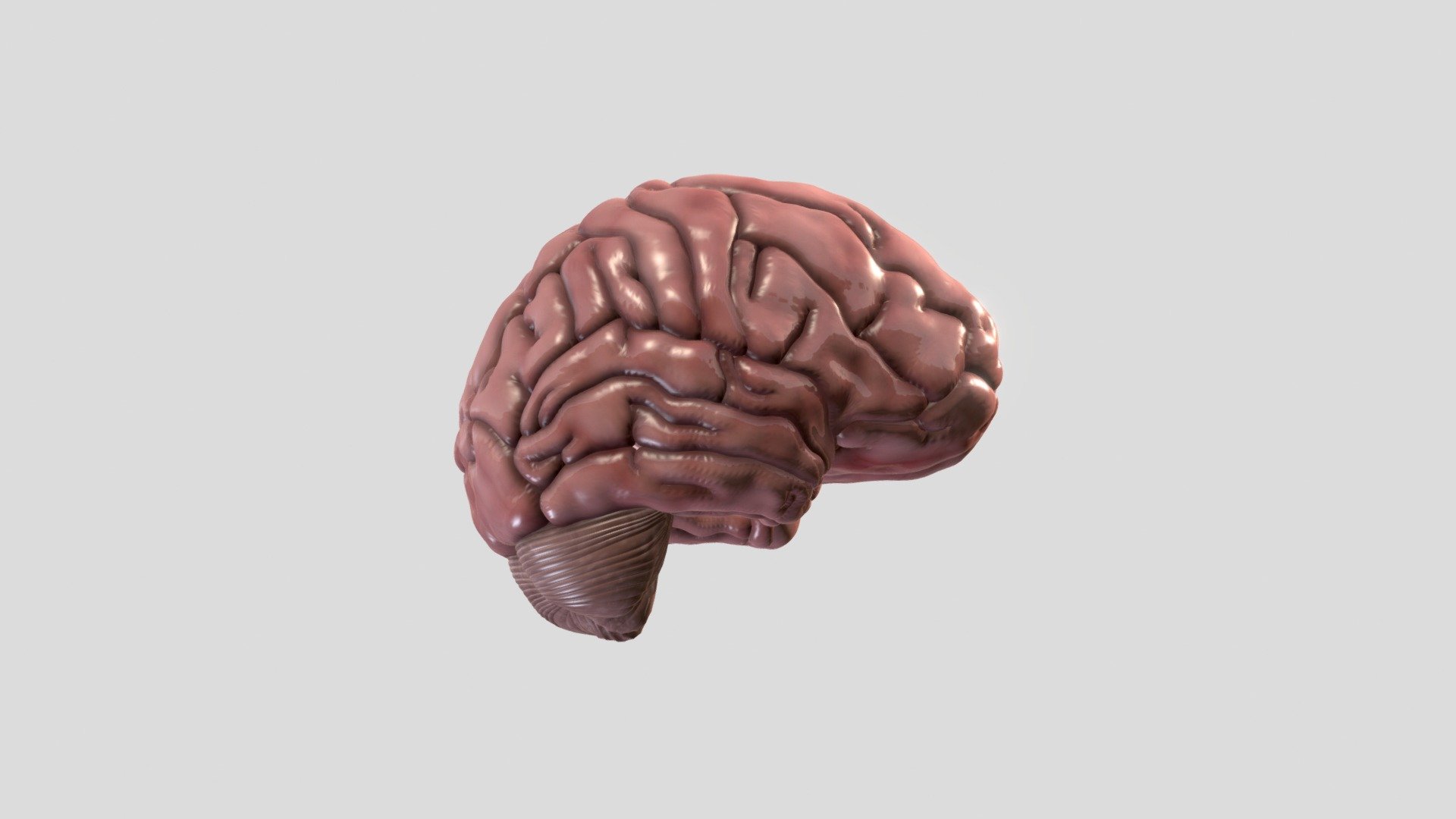 Brain - Download Free 3D model by CVallance (@cvallance01) 3d model