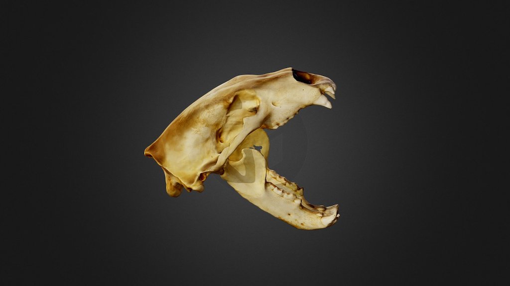 Polar Bear open mouth - 3D model by stefano.puliti 3d model