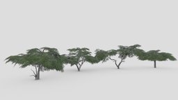 Acacia Tree- Pack- 4 acacia, 3d-acacia, lowpoly-acacia, acacia-pack, acacia-collection, acacia-3dcollection, acacia-3dpack