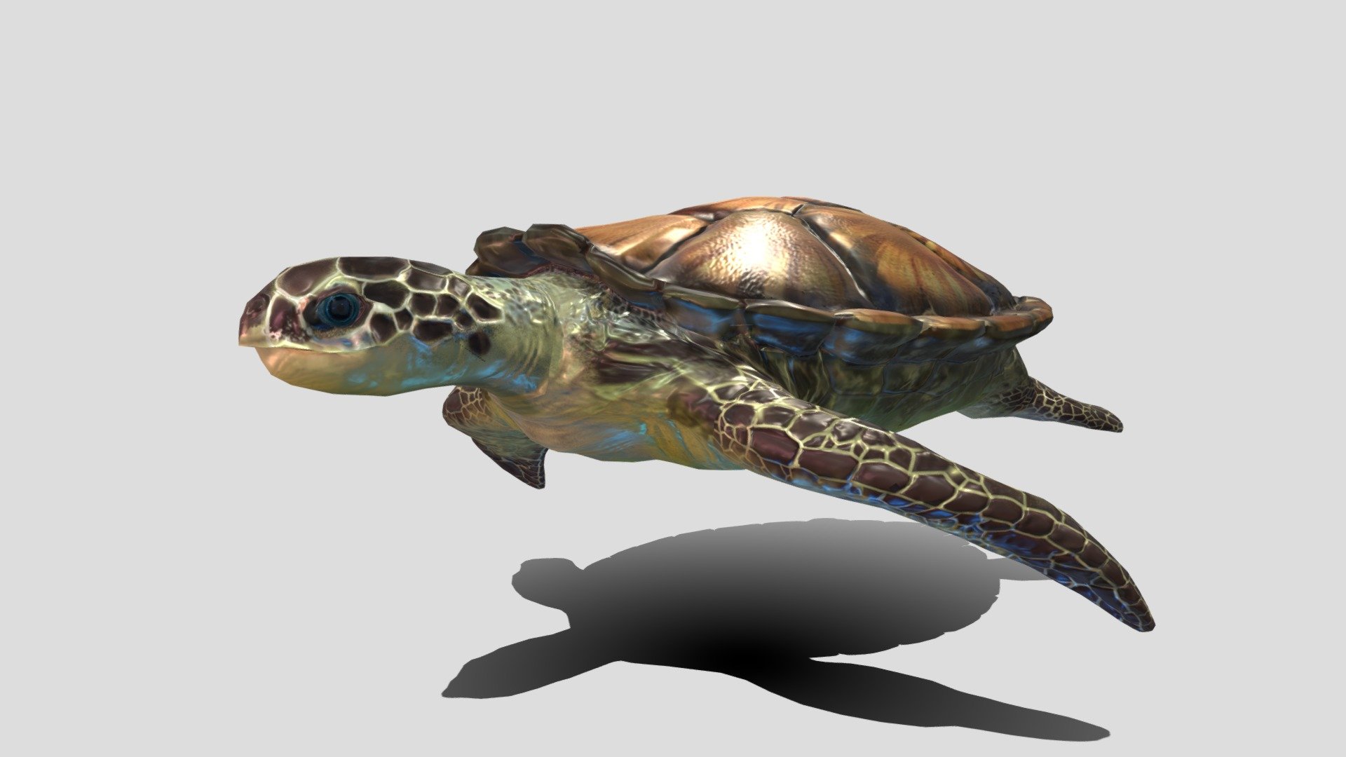 A low poly Sea Turtle PBR style I’ve made with blender 2.9 , uv wrapped it manually and animated it with standard bones .

i make a remodel of this one go see it and maybe you like it :) https://sketchfab.com/3d-models/sea-turtle-80d2430c48c94108af8176a004d48246

Ii receive any request to make my projects better so it can have better quality  , some advice would be appreciated . Thanks in advance ! - SeaTurtle - 3D model by GoldenZtuff (@dhjwdwd) 3d model