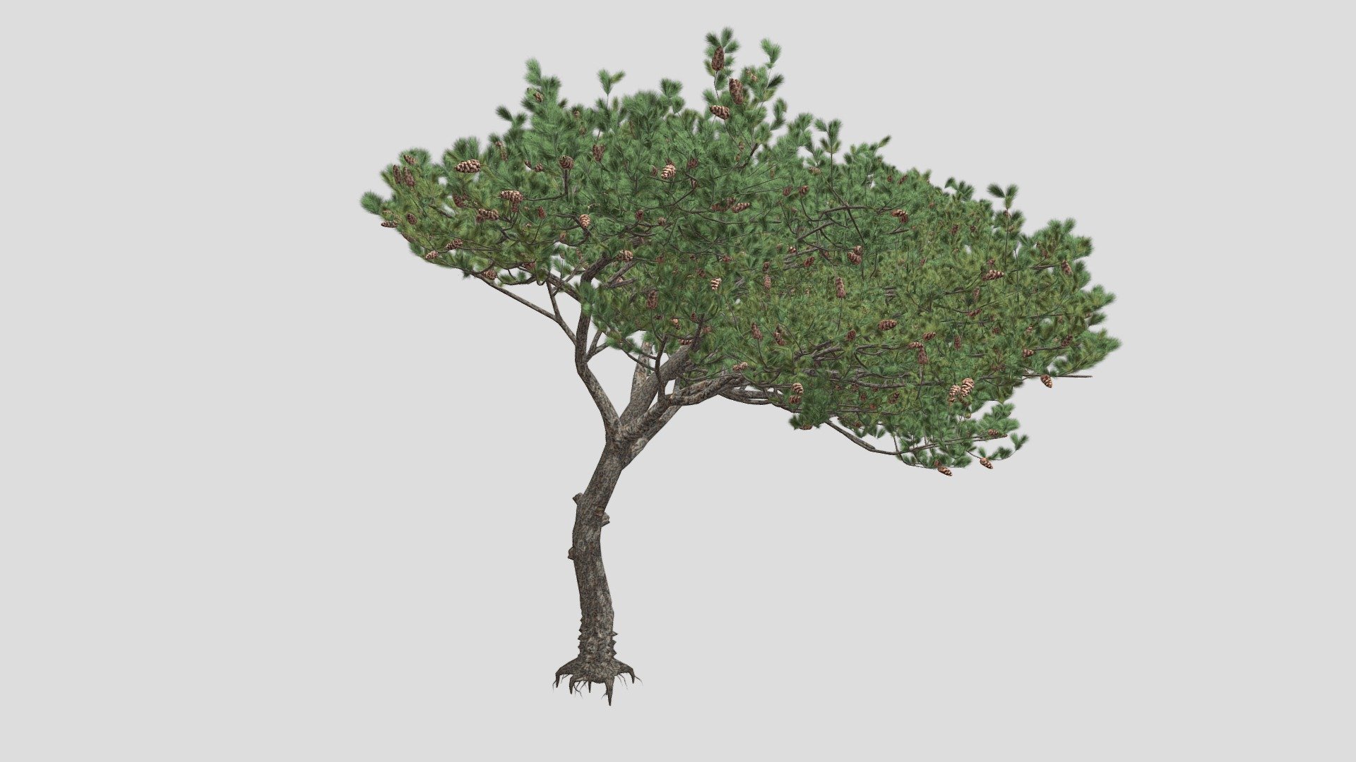 Features:


Vray &amp; Corona Render Engine Ready
OBJ &amp; Max Format
3DS Max 2015
Optimized
Clean Topology
Up to 99% Quad
Unwrapped Overlapping
Real-World Scale
Transformed into zero
Grouped
Objects Named
Materials Named
Up to 4K Textures map
 - Italian Stone Pine Tree - Buy Royalty Free 3D model by DATEC_Studio 3d model