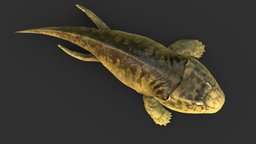 Ichthyostega (for 3D Printing) project, pack, 3dprinting, paleontology, package, tetrapod, rick, amphibian, paleoart, paleo, devonian, 3d, animal, prehistoric, dinosaur, stikkelorum, sarcopterygii, ichthyostega, sarcoperygii