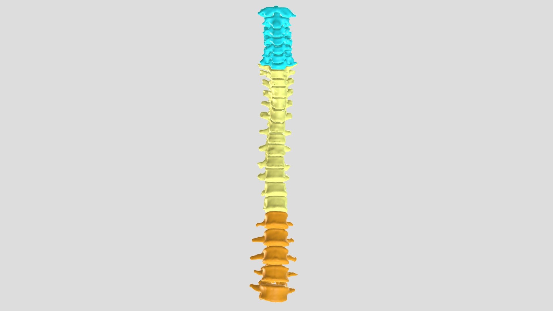 Segmented complete human vertebral column, from a CT scan on the National Cancer Imaging Archive (ID# 0522x0132).
This was segmented manually using the freeware program Stradview.
The cervical, thoracic and lumbar vertebrae are coloured differently to aid in identification 3d model