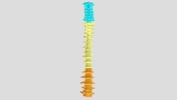 Human spinal column. anatomy, spine, humananatomy, osteology, spinal-column, spinal_bone, anatomy3d, human, human-osteology, humanosteology