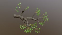 Tree Branch
