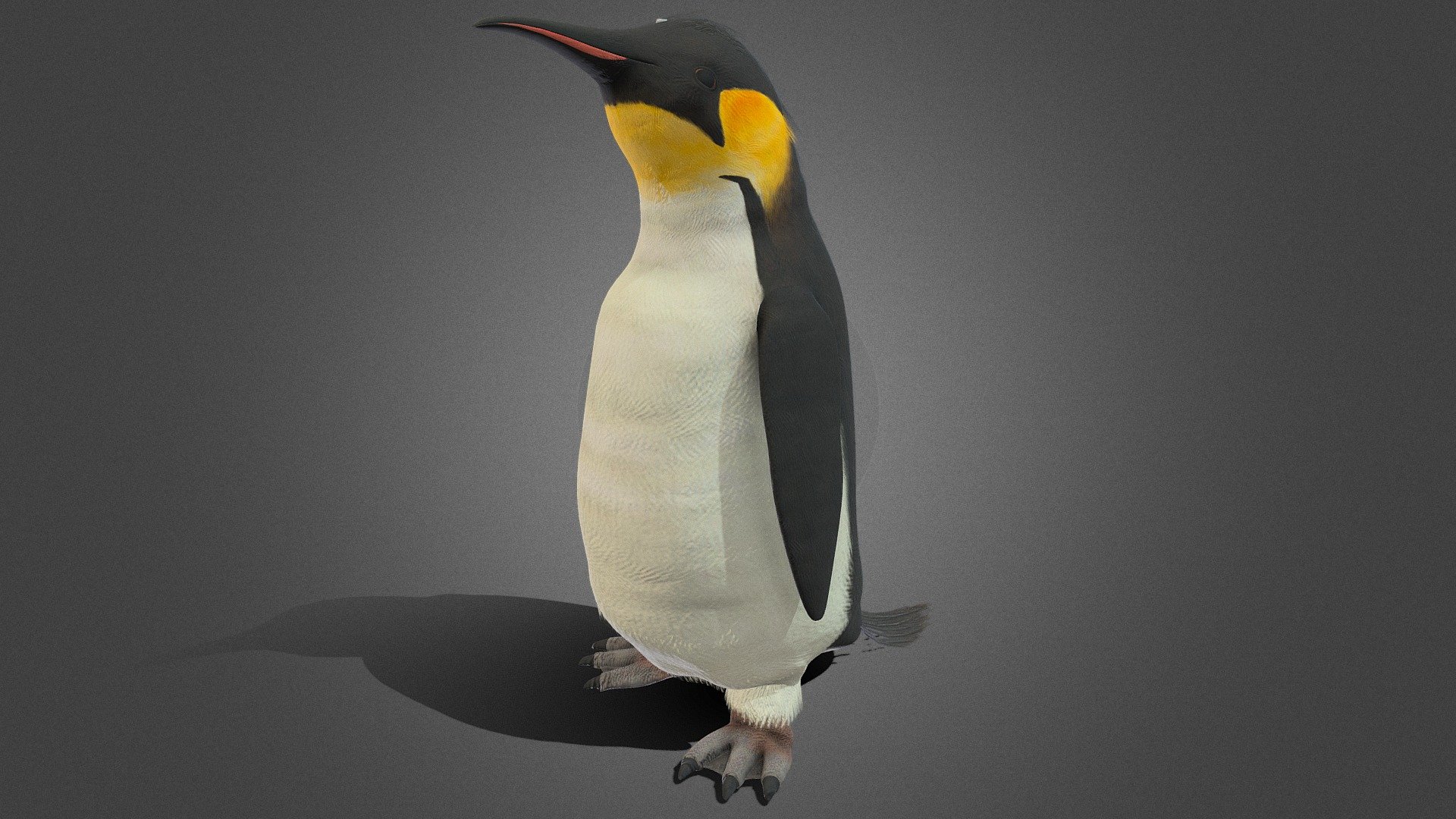 Penguin Rigged and animated - Penguin Rigged and animated - Download Free 3D model by Mahmoud.Moh 3d model