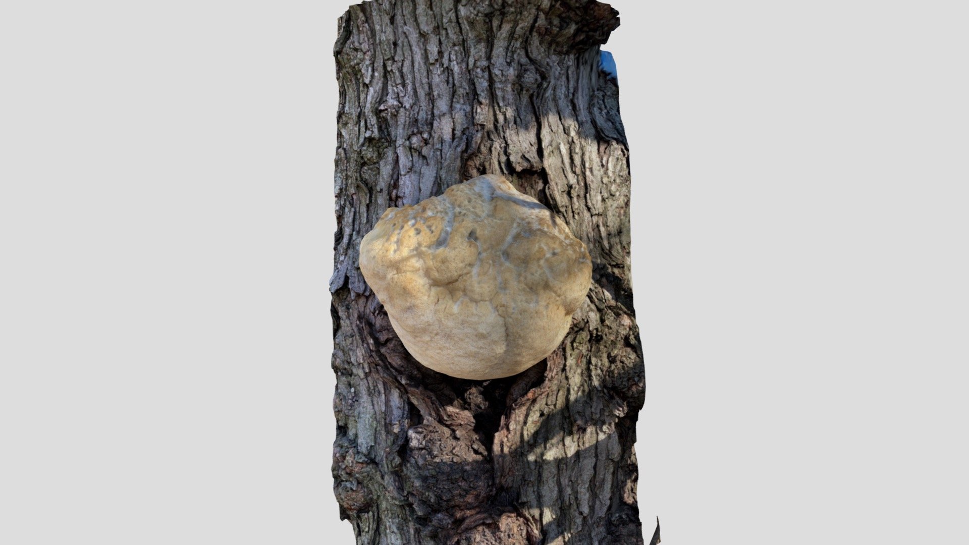 3D scan of a huge lion’s mane mushroom, (Hericium erinaceus). It's more than a foot wide. Spotted on a maple tree right next to my house. (121 Images, Photo Mode)

Created with Polycam - Day 110: Lion’s Mane Mushroom - Download Free 3D model by uttamg911 3d model
