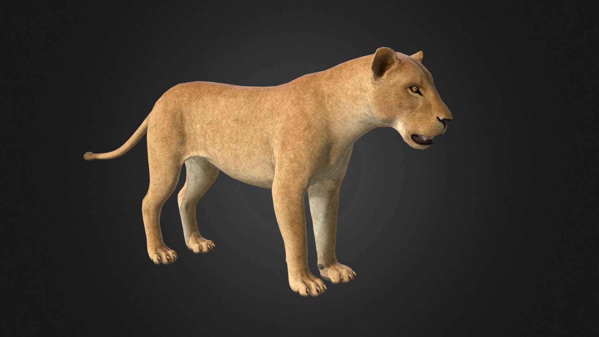 Game-ready model of lioness with PBR textures 3d model