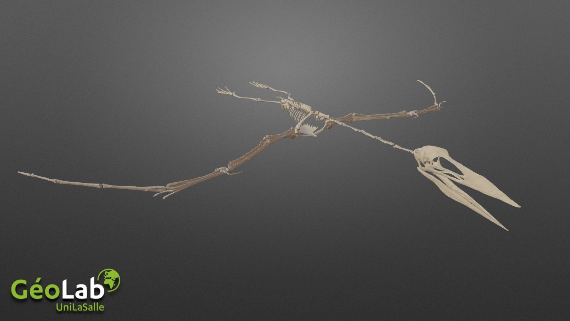 Phosphatodraco, Maastrichien, discovered in a quarry of phosphates of Morocco then sent to the United States for molding.
Flying reptile of 2m long, one of the last pterosaurs before the great extinction.
Molded skeleton scanned in paleolab (Morocco) and assembled on Blender.

https://www.musee-delapparent.com/
https://www.youtube.com/c/GéoLabUniLaSalle
https://www.linkedin.com/showcase/geolabunilasalle/ - Pterosaure - Download Free 3D model by GéoLab UniLaSalle (@geolab.unilasalle) 3d model