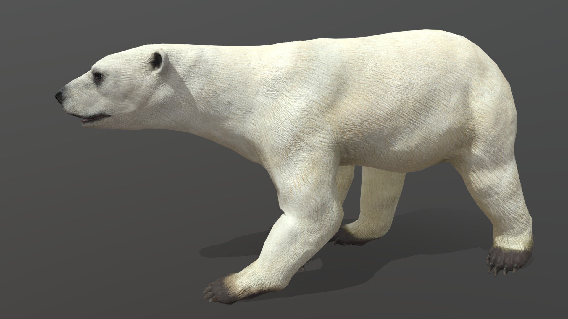 Modeled, rigged and animated in 3dmax from scratch.
All textures were made in Substance Painter.

Animation is idle01，idle02，idle03，walk，run，eat - Polar bear - 3D model by DIO (@dioiiiii2) 3d model