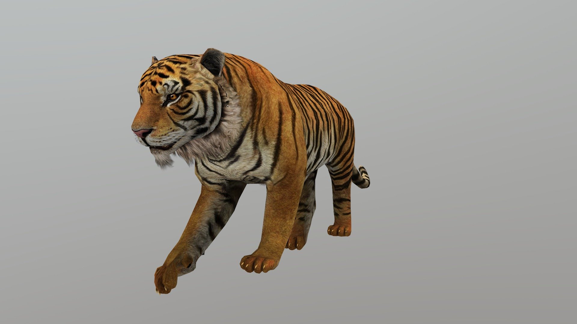 WATCH = https://youtu.be/ORRuKEGNMEw

3D Tiger Realistic Character with Animations

PACKAGE INCLUDE


High quality polygonal model, correctly scaled for an accurate representation of the original object.
Model is built to real-world scale.
Many different format like blender, fbx, obj, iclone, dae
No additional plugin is needed to open the model.
3d print ready in different poses
Separate Loopable Animations
Ready for animation
High Quality materials and textures
Triangles = 4650
Vertices = 2537
Edges = 7152
Faces = 4650

ANIMATIONS


Idle sit
Walk
Walk Fast
Run
Attack
Eat
howl

3D PRINT POSES ( STL  OBJ )


Walk
Jump
Sit
Sit side look
Eat
Howl
 - Tiger Animated - Buy Royalty Free 3D model by Bilal Creation Production (@bilalcreation) 3d model