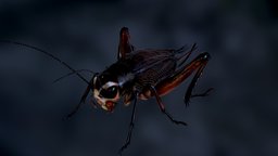 Cricket -Teleogryllus emma insect, cricket, hopper