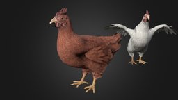 Chicken 2 bird, chicken, hen, animated, rigged, noai