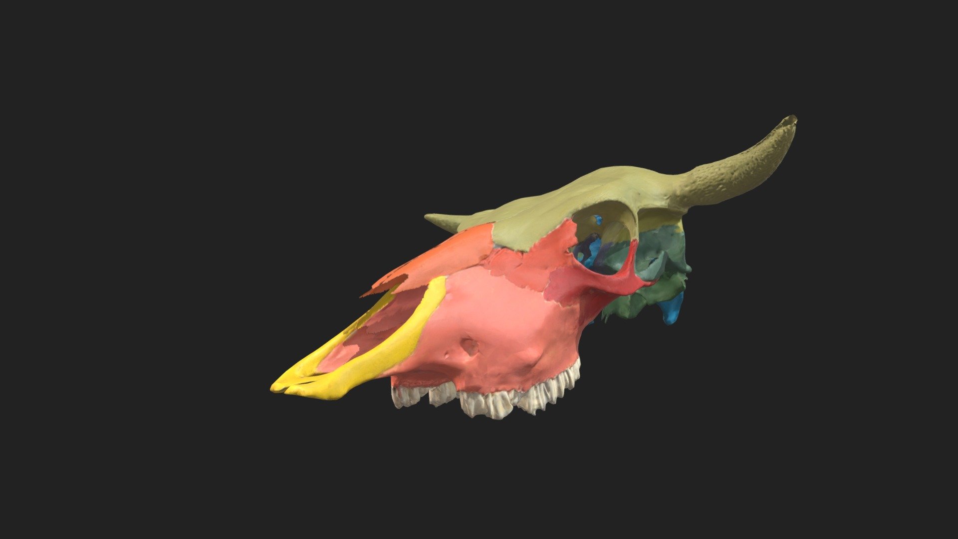 painted upper skull of a bovine 

size of the specimen: 478.4 x 210.3 x 180.7 mm

3D scanning performed with the structured light scanner “Artec Spider”

caption:
yellow: incisive bone (Os incisivum) 
orange: nasale bone (Os nasale)
pink: maxilla (Maxilla) 
dark orange: lacrimal bone (Os lacrimale) 
red: zygomatic bone (Os zygomaticum) 
pale green: frontal bone (Os frontale) 
maygreen: parietal bone (Os parietale) 
olive green: interparietal bone (Os interparietale) 
dark green: temporal bone (Os temporale) 
dark blue: palatine bone (Os palatinum) 
black: pterygoid bone (Os pterygoideum)
white: vomer (Vomer)
purple: presphenoid (Os praesphenoidale)
dark purple: basisphenoid (Os basisphenoidale) 
pale blue: occipital bone (Os occipitale) 
royal blue: Squama occipitalis - painted bovine upper skull - 3D model by vetanatMunich 3d model