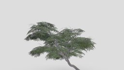 Acacia Tree-S19 tree, acacia, 3d-acacia, lowpoly-acacia