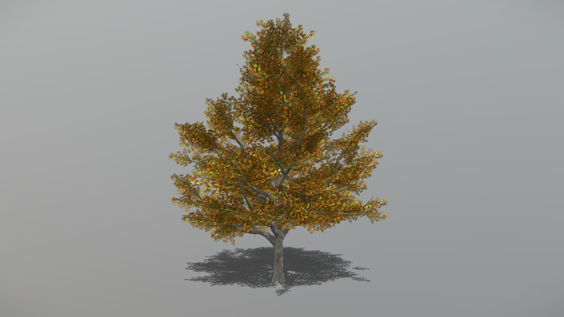 Animated Maple tree + FBX LOD Model

• LOD0 = 4,345 Tris

• LOD1 = 2,171 Tris

• LOD2 = 1,592 Tris
 - Maple 1 (Animated Tree) - Buy Royalty Free 3D model by bsp 3d model