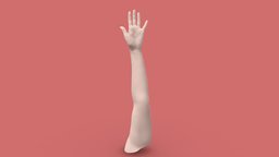 Womans Arm (No Texture) anatomy, arm, bodyscan, woman, anatomy-reference, human-anatomy, art-reference, womens-arm, 3dscanarm