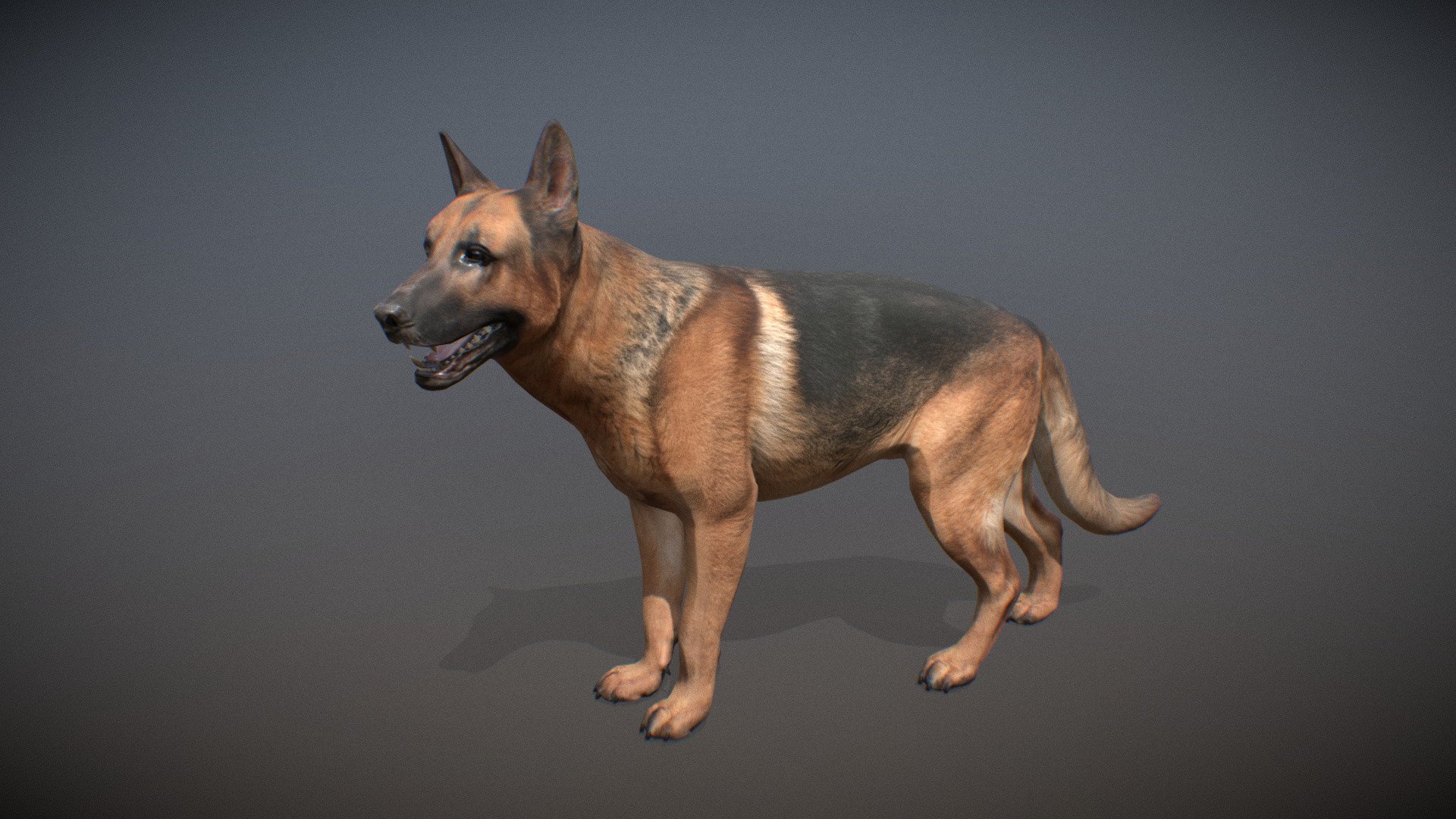 Animated realistic German Shepherd with bone mesh, 99 animations authored at 60fps and 4k textures.

Note: Preview uses lower-res mesh (LOD1), 1K textures and only a few of the full set animations.

Get our animal in full detail, 4K textures and check the full list of animations.

Features:




German Shepherd model

bone mesh

Animations authored at 60 fps

All animations available with and without the root motion

uncompressed 4K Textures

3ds Max and Maya animation rig

LODs
 - Animalia - German Shepherd - 3D model by GiM (@GamesInMotion) 3d model