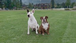 Ruby & George dog, puppy, bulldog, 3dcapture, bullterrier, dogs, dogsitting, backinthepackcollection