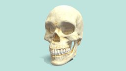 【HD 3D】Human Skull d, hd, s, h, 3, 3d, skull, man, human