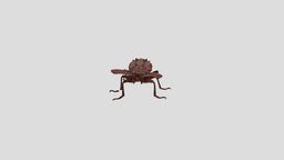 Beetle_Paussidae micro, beetle, macro, nature, insects, macrophotogrammetry, diversity, photogrammetry, art, scan, micro_photogrammetry, antsguestbeetle