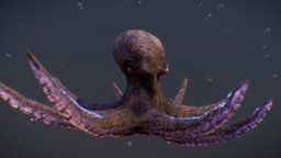 Swimming Octopus octopus, ocean, squid, seamonster, sculptris, sealife, photoshop, blender, lowpoly, zbrush, sea