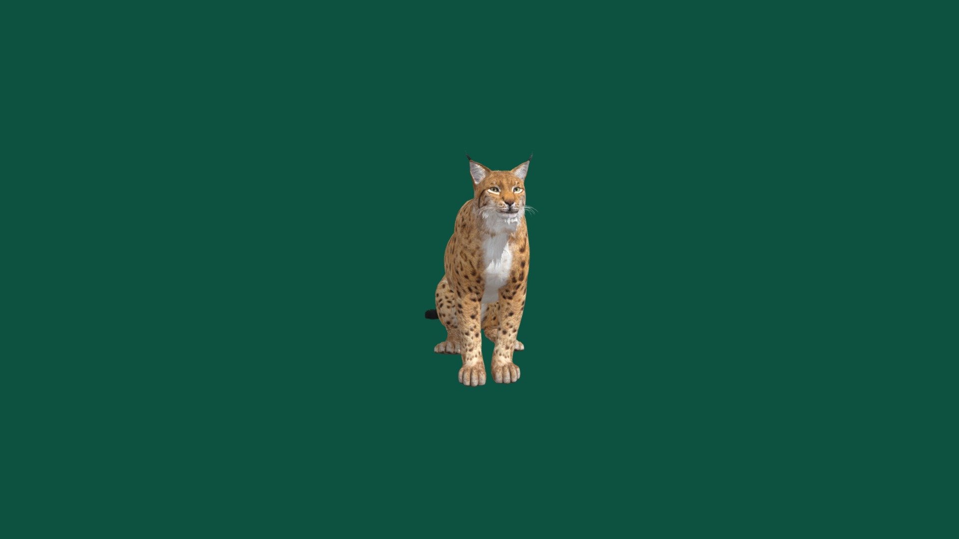 Lynx are long-legged, large-pawed cats with tufted ears, hairy soles, and a broad, short head. The coat, which forms a bushy ruff on the neck, is tawny to cream - Lynx - 3D model by Nyilonelycompany 3d model