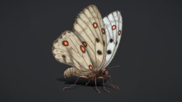 Butterfly Rigged Animated PBR N290 insect, butterfly, pbr-game-ready, pbr, animated, rigged