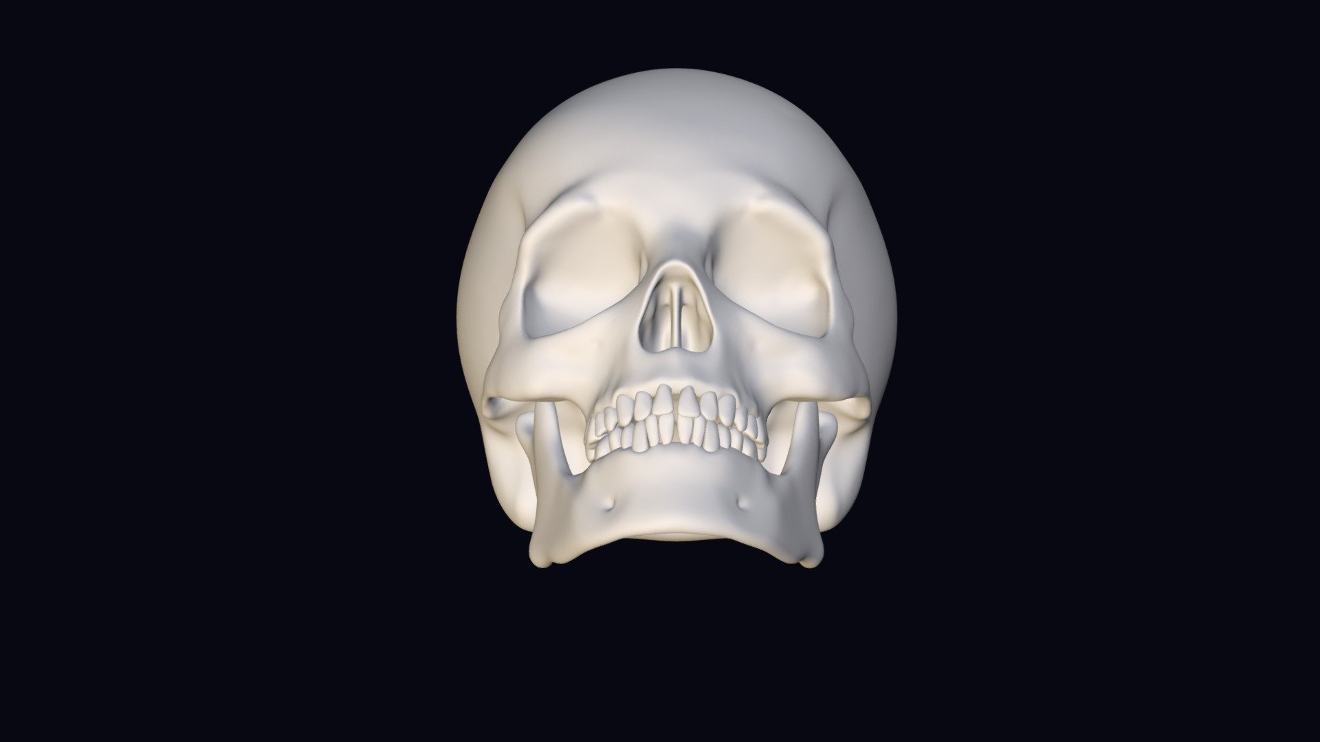 Making a male skull model for those who are interested in anatomy - The skull of a man - Download Free 3D model by rezarokh 3d model