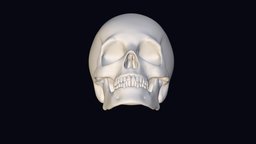 The skull of a man body, stl, caracter, anatomy, figure, muscle, study, obj, head, artist, refrence, skull-3d-model, skullhead, modeling, 3dprint, 3d, art, model, skull, zbrush, 3dmodel