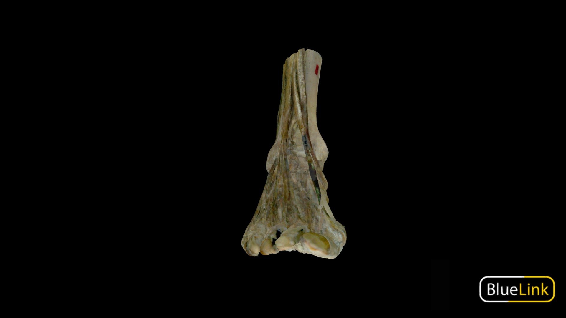 3D scan of a right foot.

Captured with Einscan Pro

Captured and edited by: Will Gribbin

Copyright2019 BK Alsup &amp; GM Fox

ID 27892-L08 - Right Foot Muscles - 3D model by Bluelink Anatomy - University of Michigan (@bluelinkanatomy) 3d model