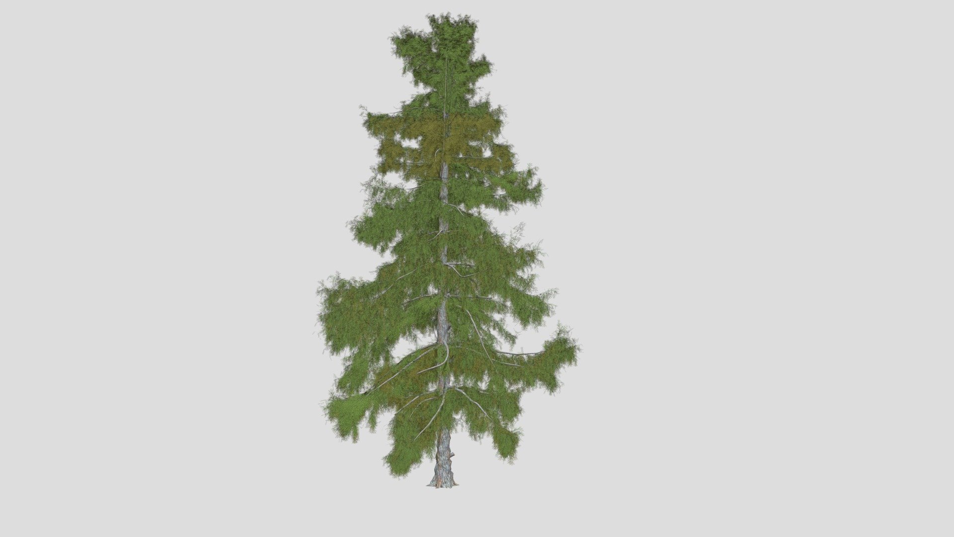 Features:


Vray &amp; Corona Render Engine Ready
OBJ &amp; Max Format
3DS Max 2015
Optimized
Clean Topology
Up to 99% Quad
Unwrapped Overlapping
Real-World Scale
Transformed into zero
Grouped
Objects Named
Materials Named
Up to 4K Textures map
 - Alaska Cedar Tree - Buy Royalty Free 3D model by DATEC_Studio 3d model