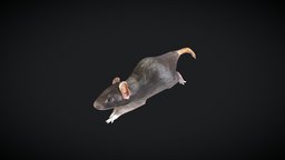 Rat Animated rat, uvmapped, pbr, gameasset, animated, gameready