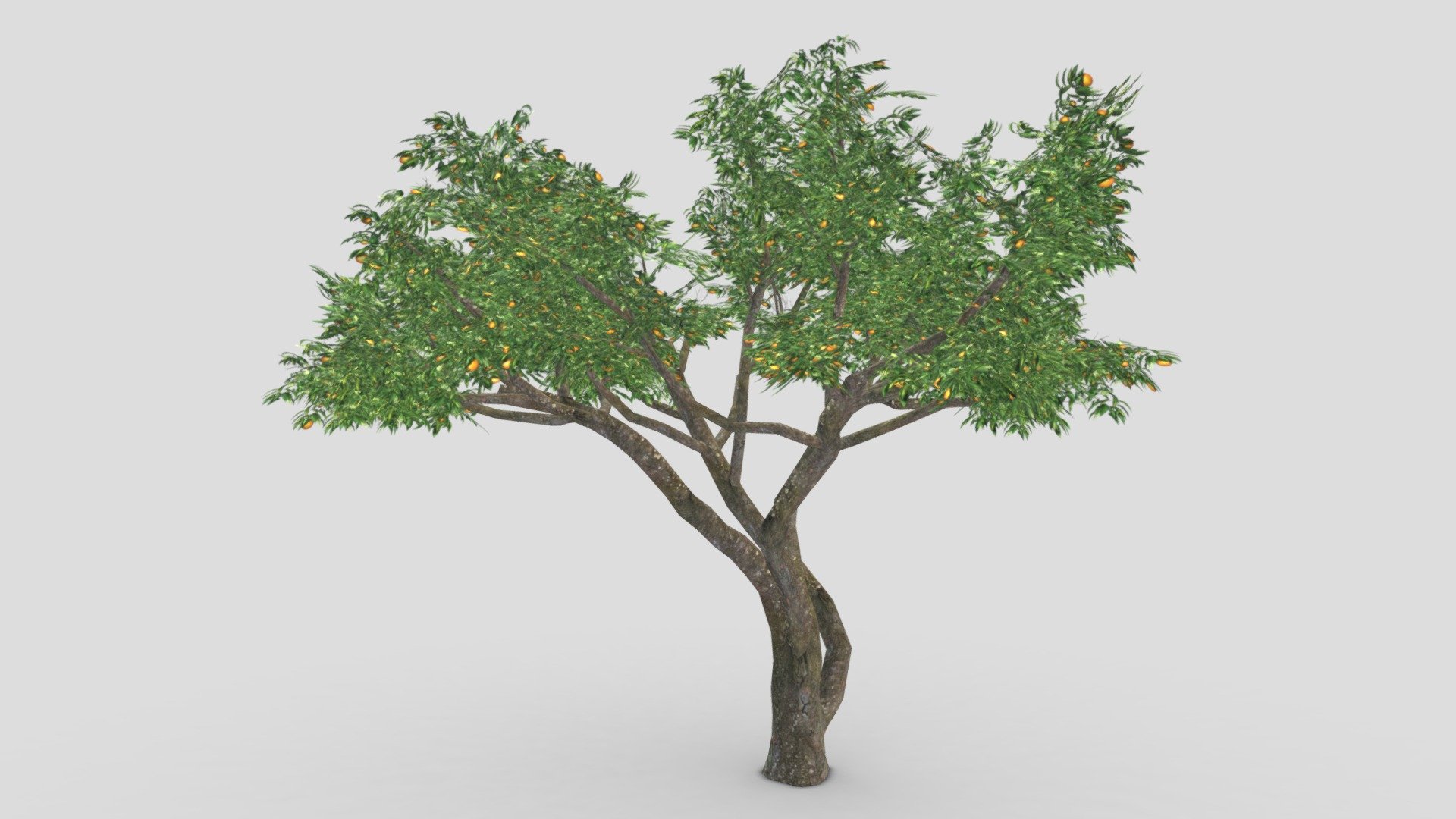 This is a low poly 3D model of Orange Tree. You can use this model in your projects 3d model